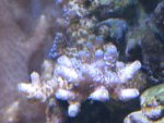 blauwe acro wit1.jpg