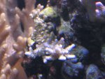 blauwe acro wit 2.jpg