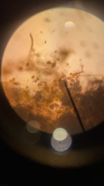 ED803740-C4D4-44A0-B43F-C25445579ABF.jpeg ED803740-C4D4-44A0-B43F-C25445579ABF.jpeg