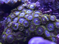 725732DE-BC40-4F35-9CC0-EC2372F37D49.jpeg