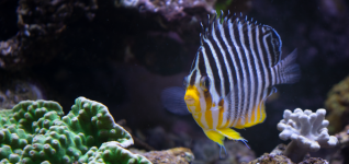 Fish_1_Edited_HD.png Fish_1_Edited_HD.png