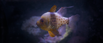 Fish_3_Edited_HD.png Fish_3_Edited_HD.png
