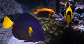 Fish_4_Edited_HD.png Fish_4_Edited_HD.png