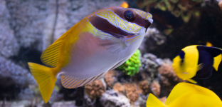 Fish_5_Edited_HD.png Fish_5_Edited_HD.png