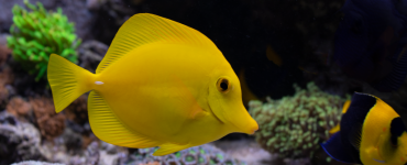 Fish_6_Edited_HD.png Fish_6_Edited_HD.png