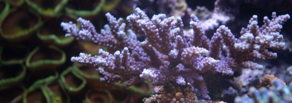 Coral_1_Edited_HD.png