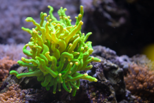 Coral_2_Edited_HD.png