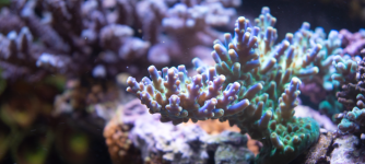 Coral_3_Edited_HD.png