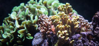 Coral_4_Edited_HD.png