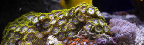 Coral_6_Edited_HD.png