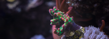 Coral_7_Edited_HD.png