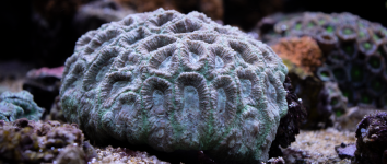 Coral_8_Edited_HD.png