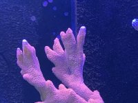 IMG_2596.JPG