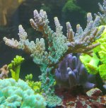 yellow tip.jpg