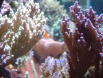 zeeaquarium 040.jpg