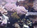 zeeaquarium 024.jpg