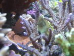 zeeaquarium 037.jpg