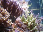 zeeaquarium 047.jpg