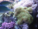 zeeaquarium 008.jpg