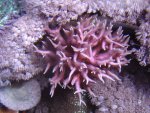 zeeaquarium 089.jpg