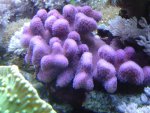 zeeaquarium 095.jpg