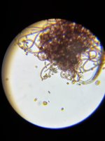 63DA5468-422B-4E4A-A017-7199F24581C3.jpeg