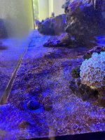 IMG_3386.jpeg