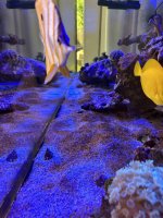 IMG_3590.jpeg IMG_3590.jpeg