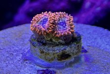 IMG_2936.JPG