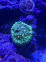 IMG_0220.jpeg