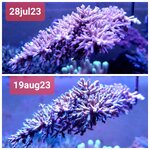 echinata_aug_sep23.jpg