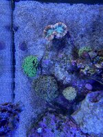 IMG_4596.JPG IMG_4596.JPG