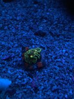 IMG_7378.jpeg