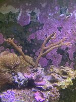 IMG_7405.jpeg