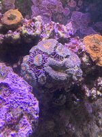 IMG_7399.jpeg