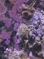 IMG_7398.jpeg