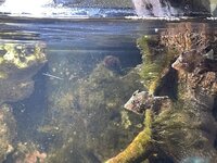 IMG_2599.jpeg