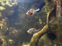 IMG_2602.jpeg