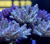 acropora Selago.JPG