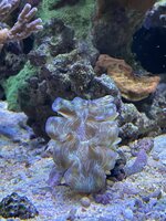 IMG_2643.jpeg