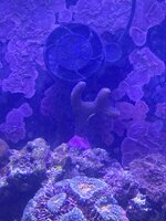 IMG_8087.jpeg
