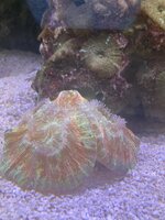 IMG_8137.jpeg