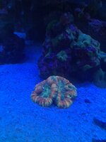 IMG_8276.jpeg