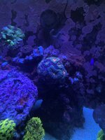 IMG_8277.jpeg