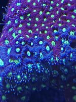 IMG_7654.jpeg