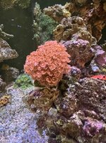 IMG_7974.jpg