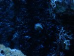 DSC00353.JPG