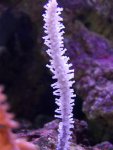 Afbeelding 223 (Small).jpg