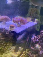 IMG_8703.jpeg IMG_8703.jpeg