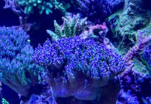IMG_6909_jpg.jpeg
